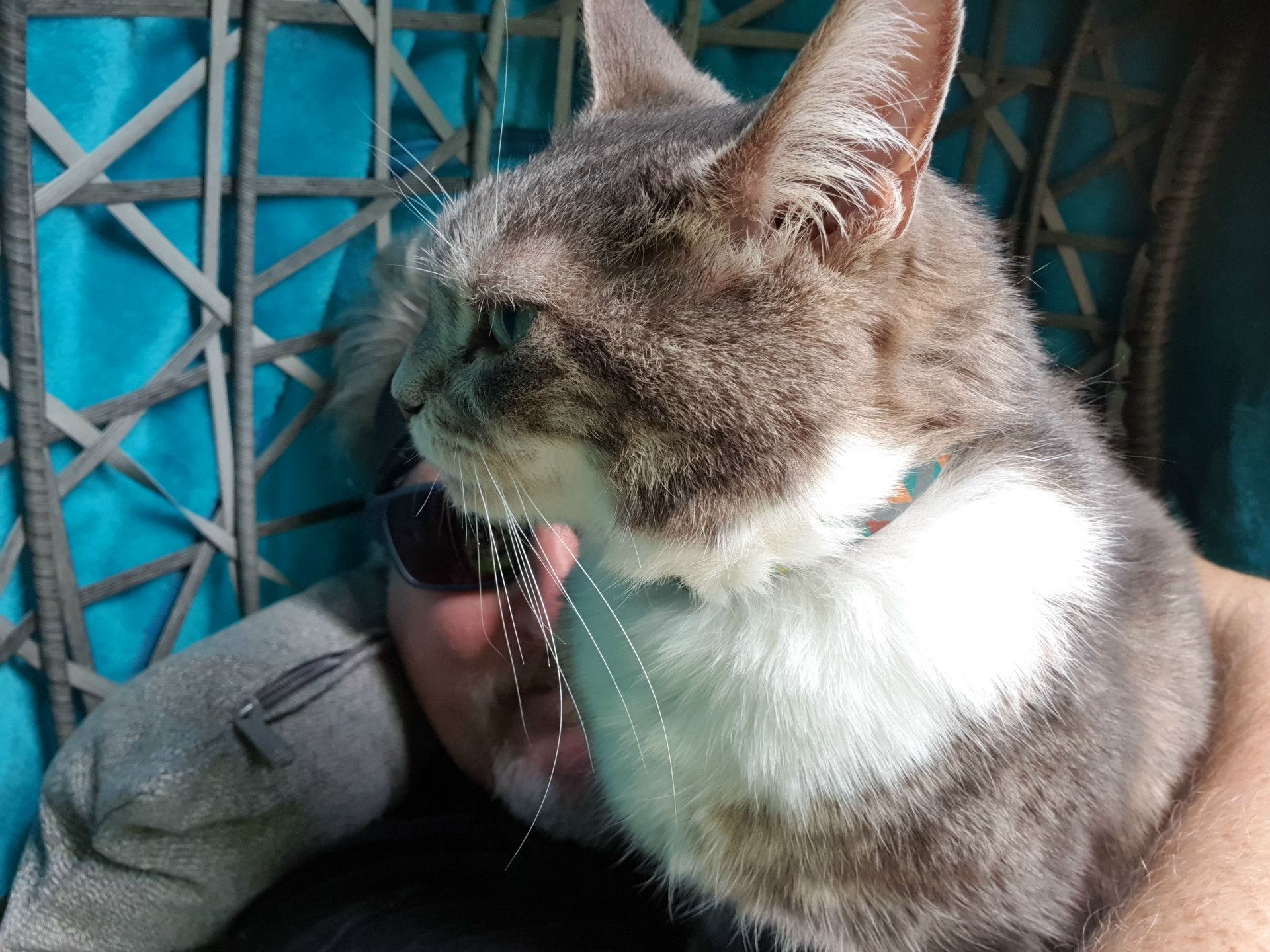 Tora