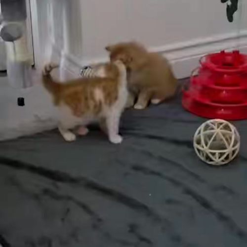 😻 Ginger Ninjas 😻…