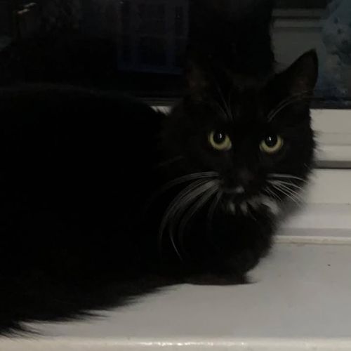 🎉 ADOPTED 🎉

Cati…