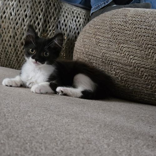 Mocha