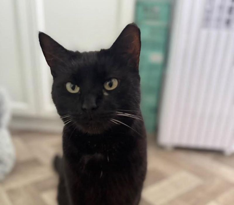 PJ
