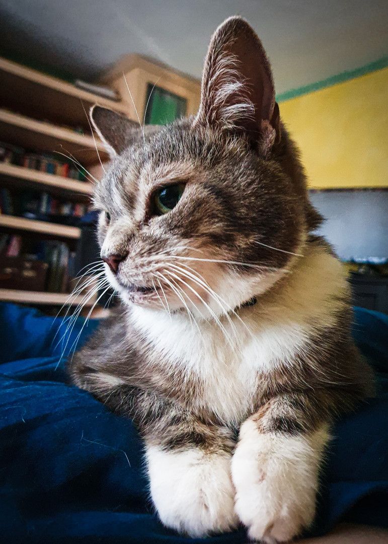Tora