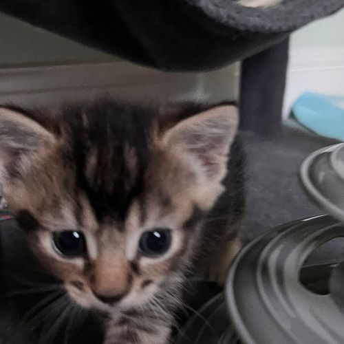 Peanut