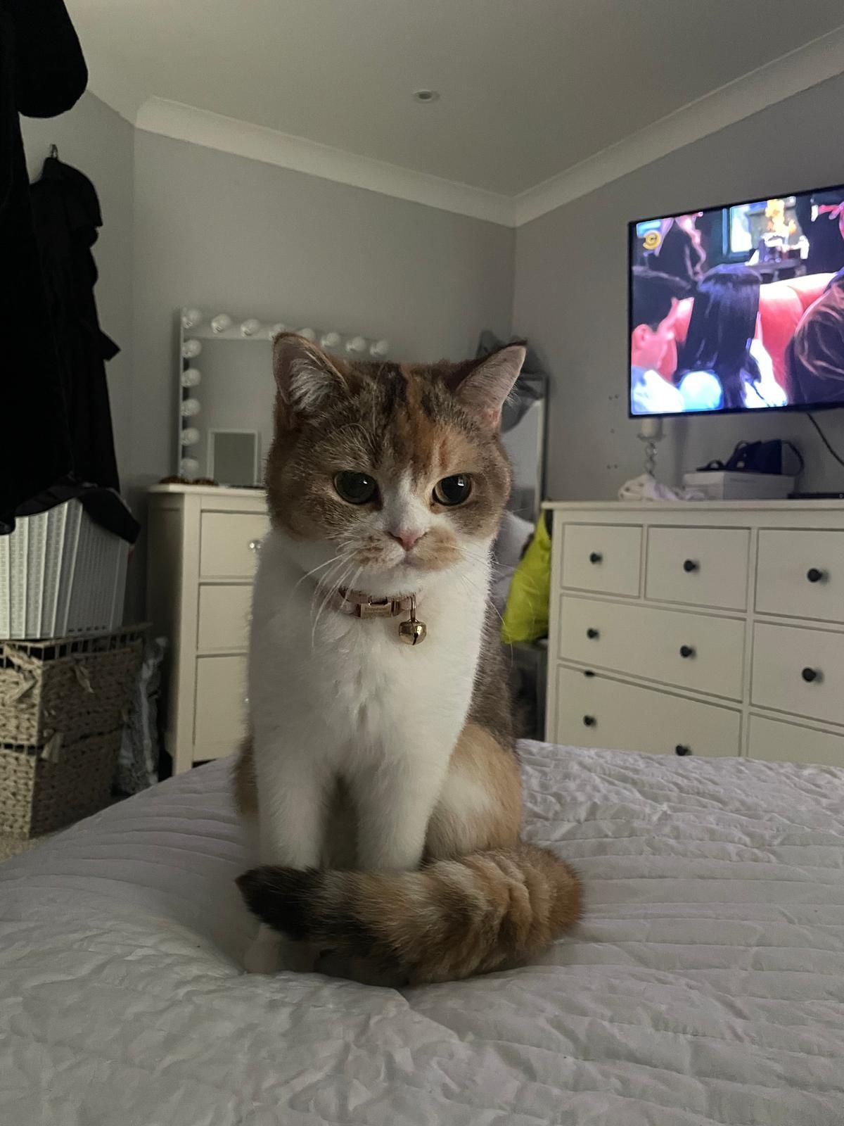 Daphne