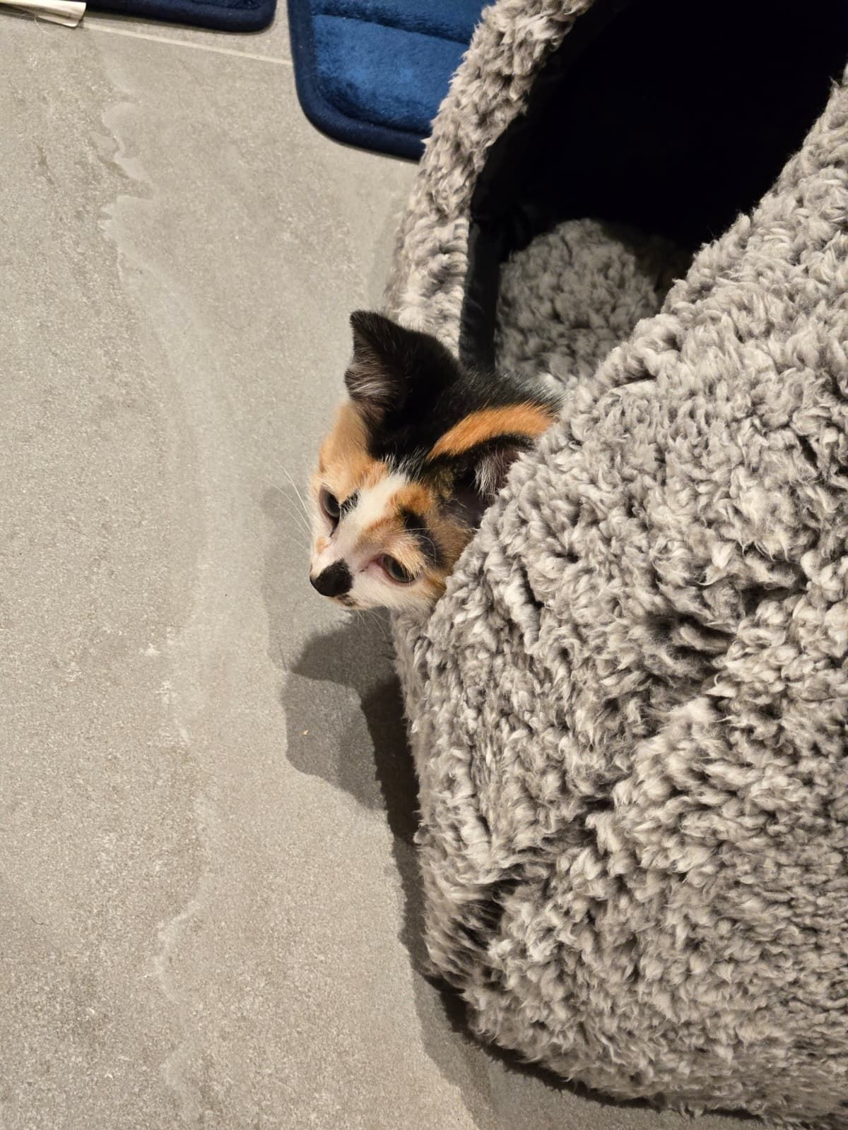 Scout