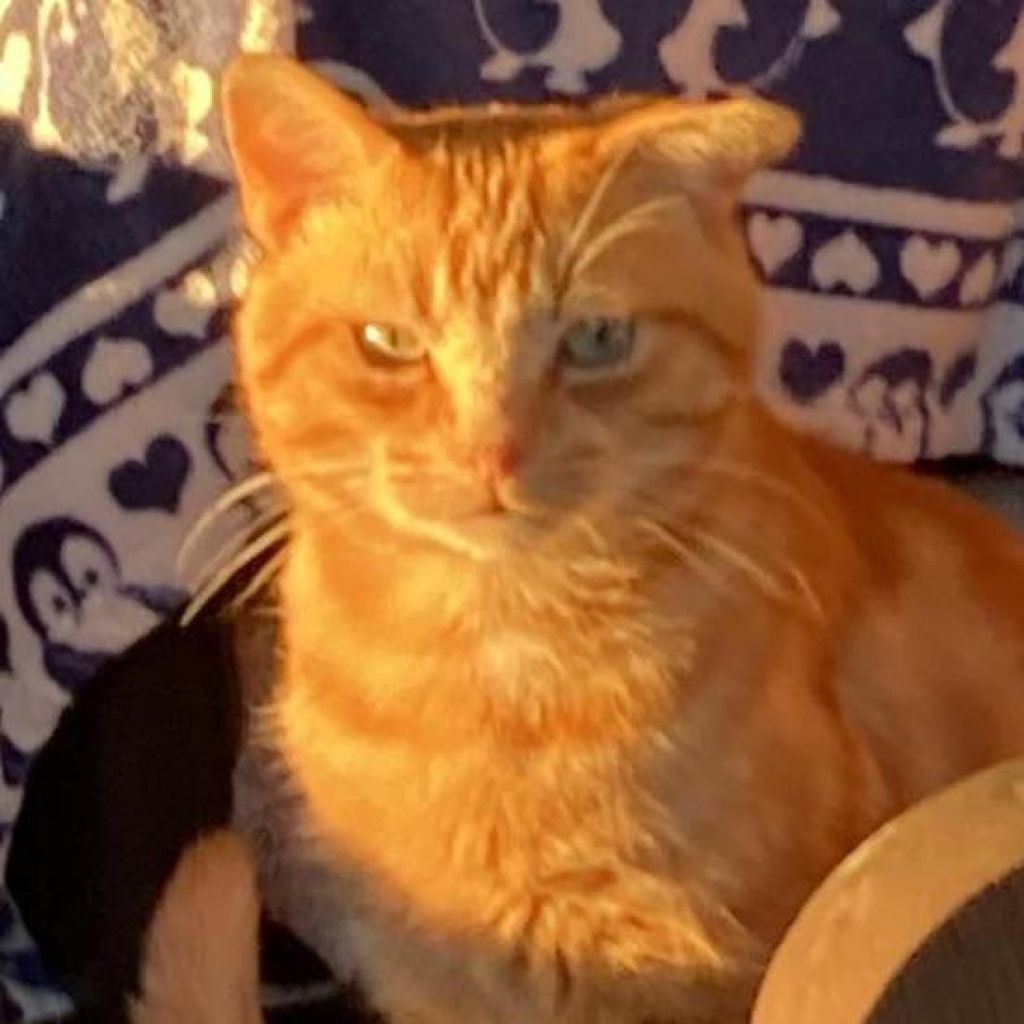 Gerald the ginge