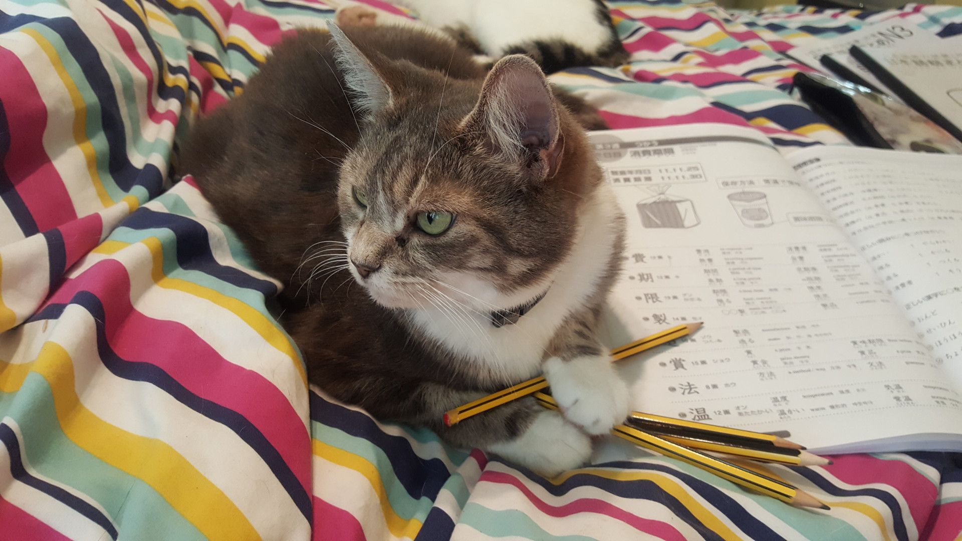 Tora