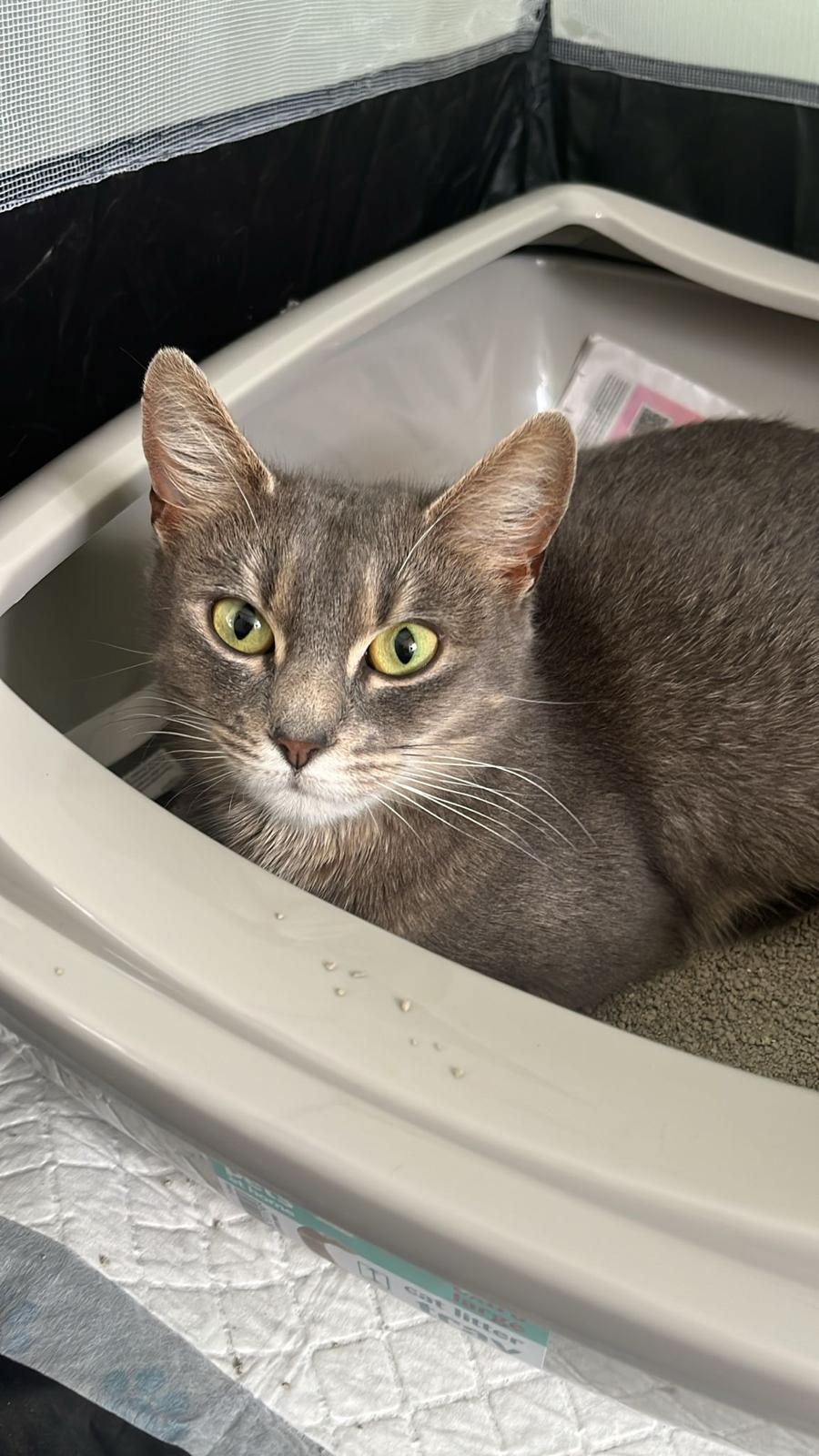 Lady Gray