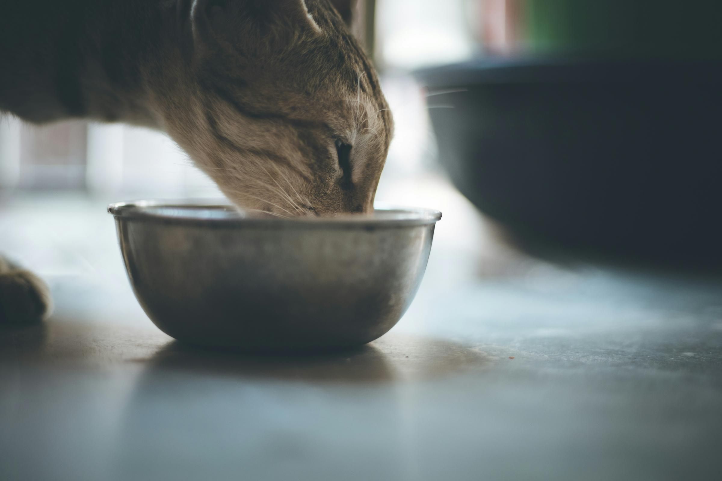 Feeding Bowls