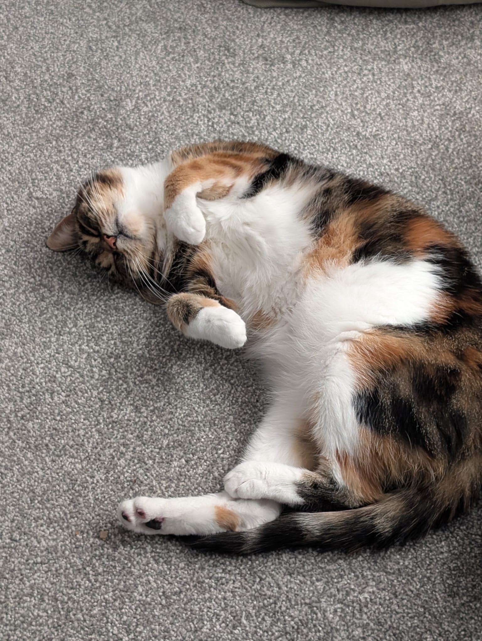 Tabitha