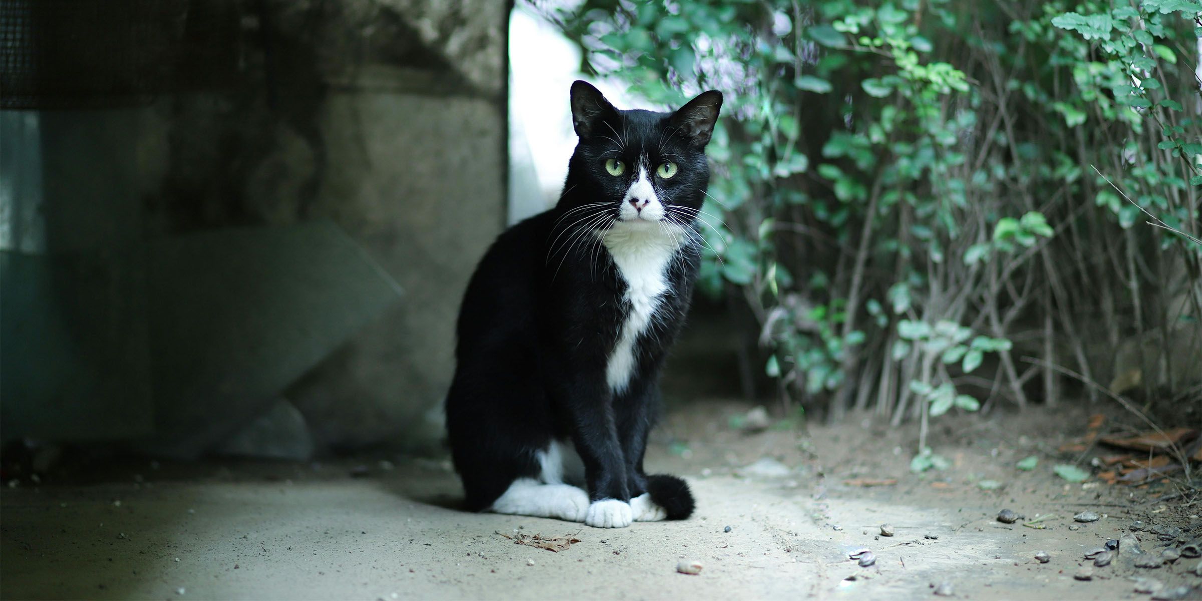 Indoor vs Outdoor Cats: The Decision