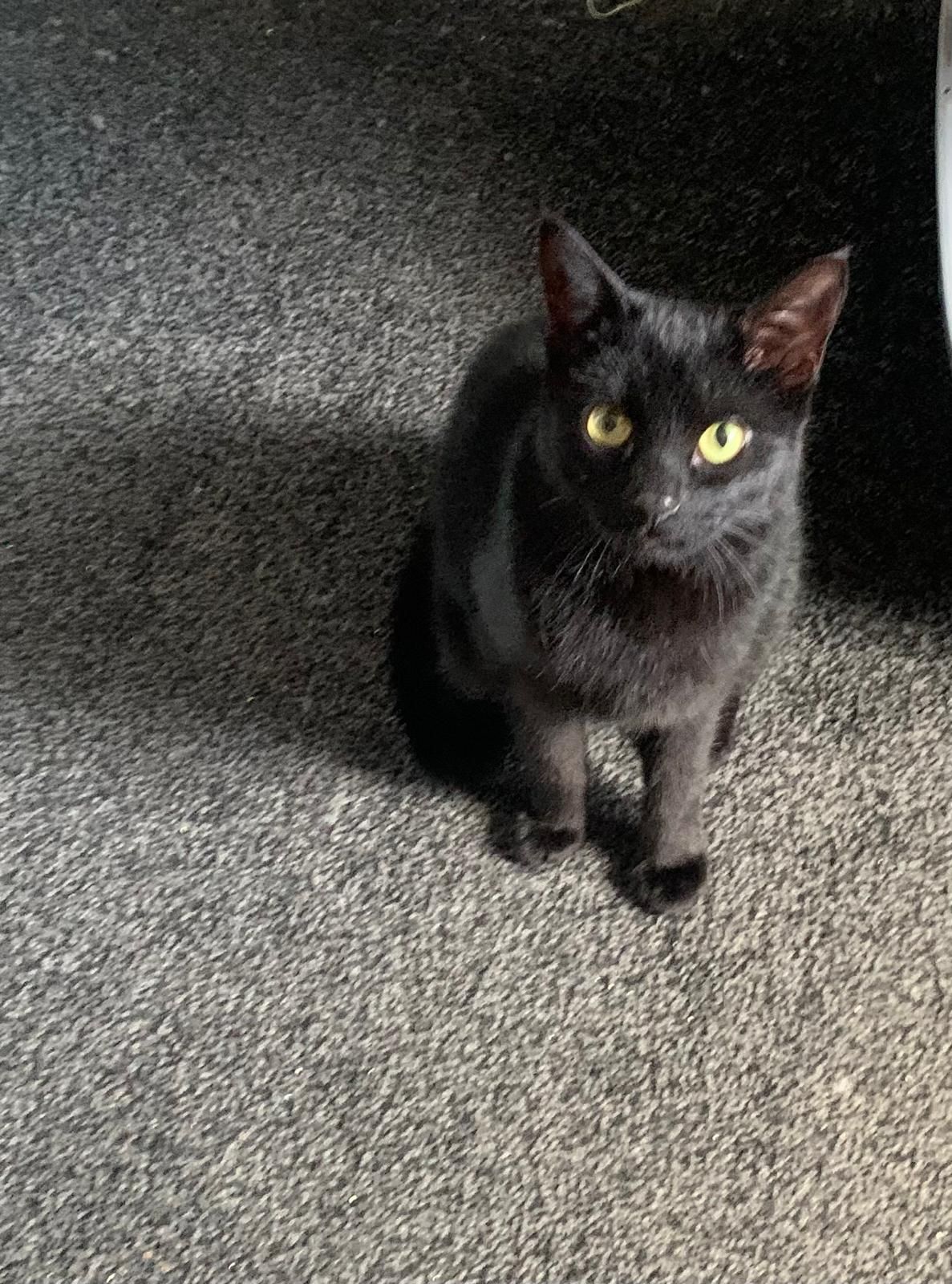 Coco