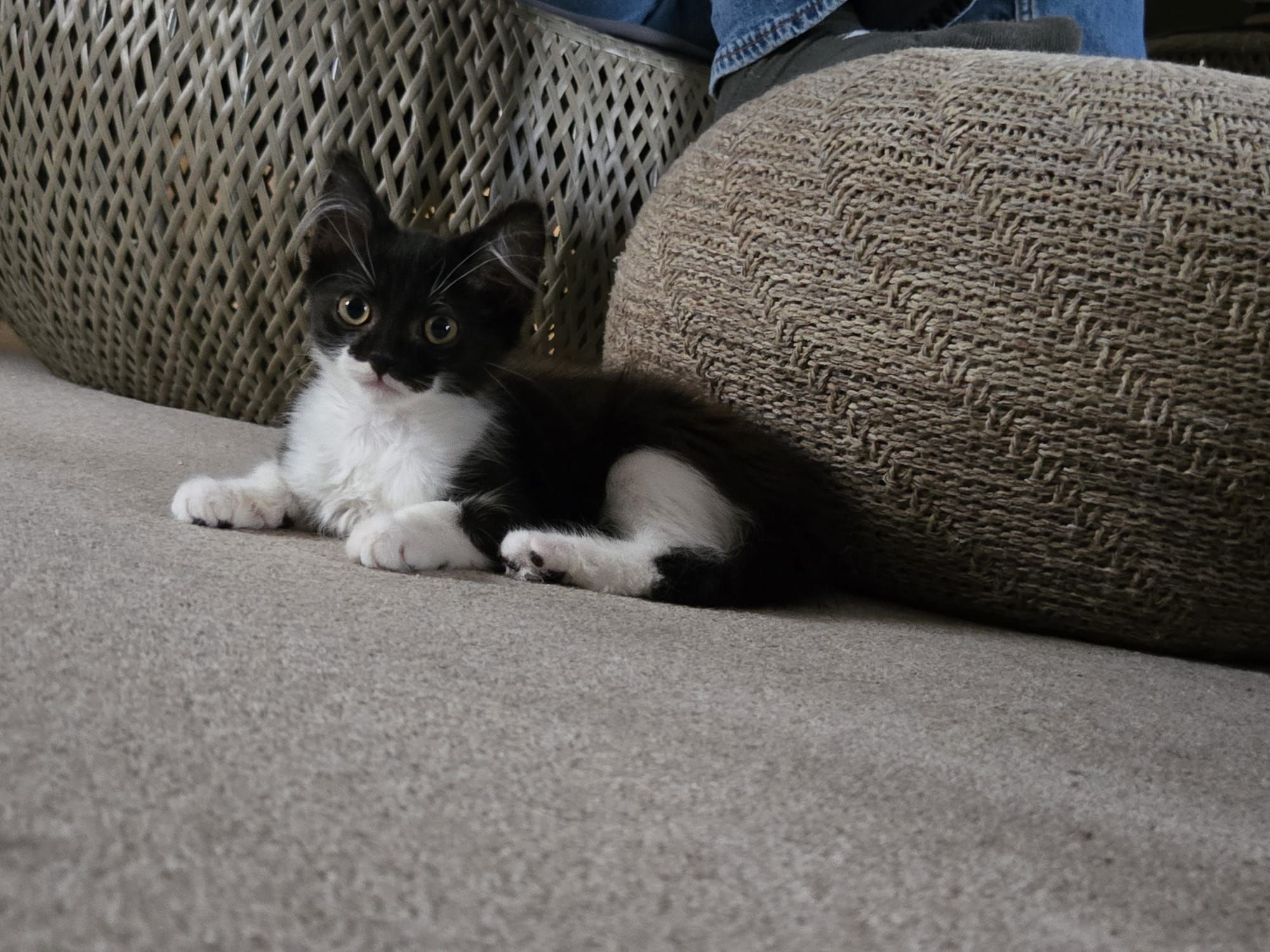 Mocha