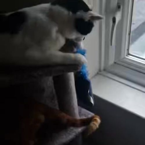Meet Leo: A Brave L…