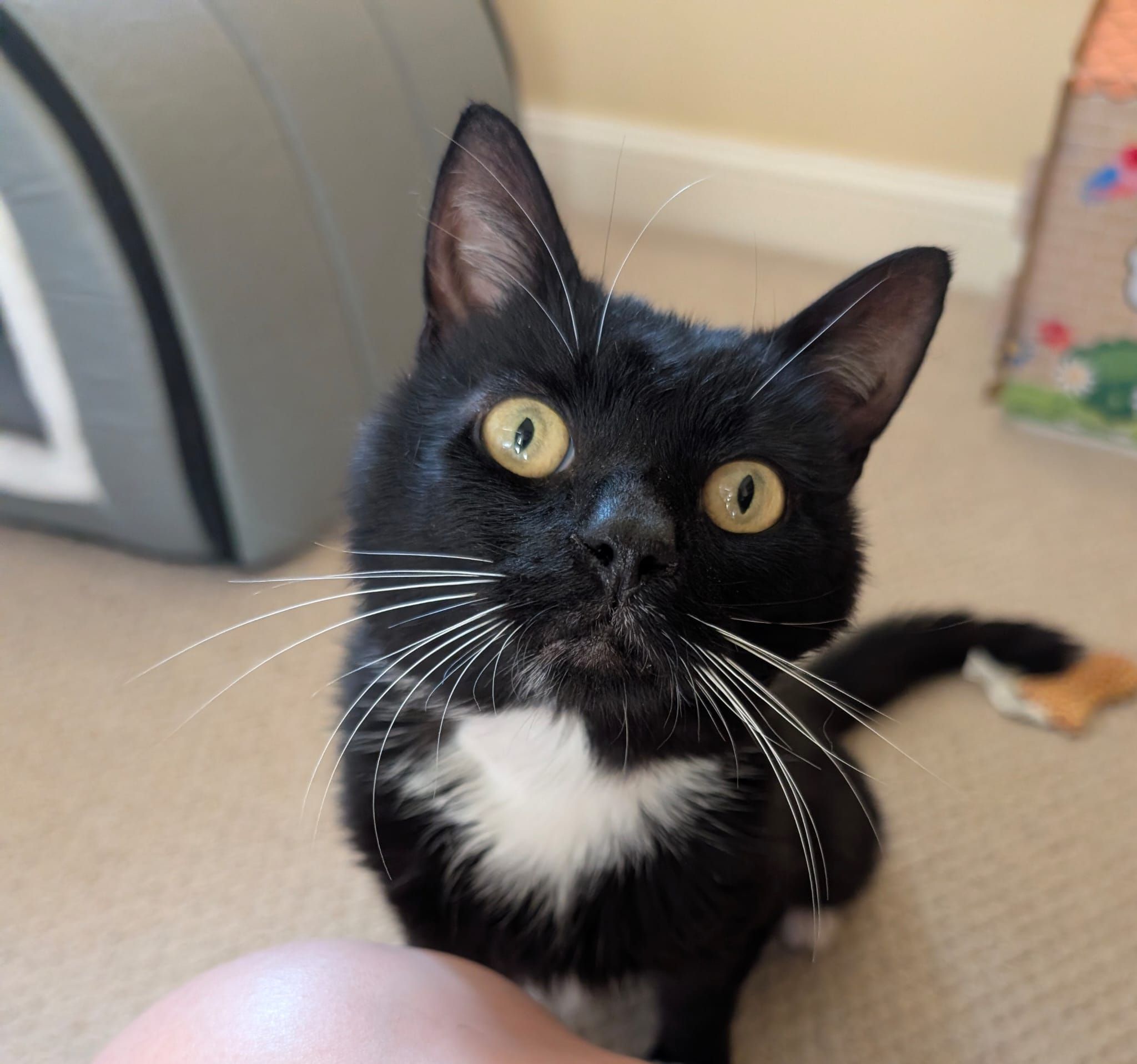 Freddy