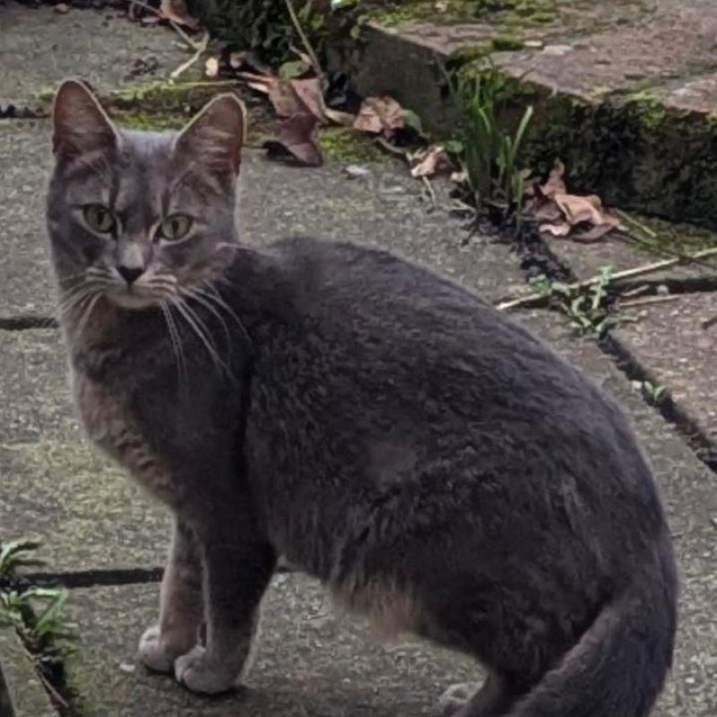 Lady Gray