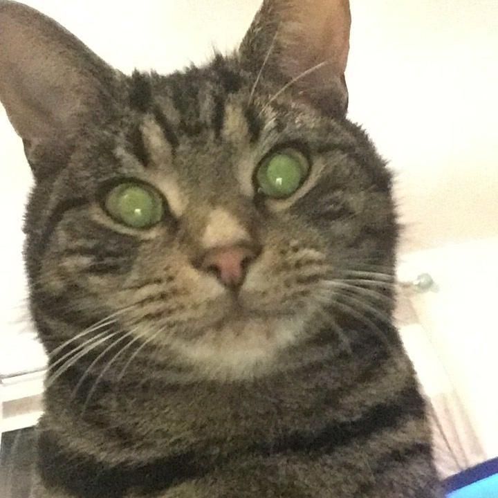 Archie