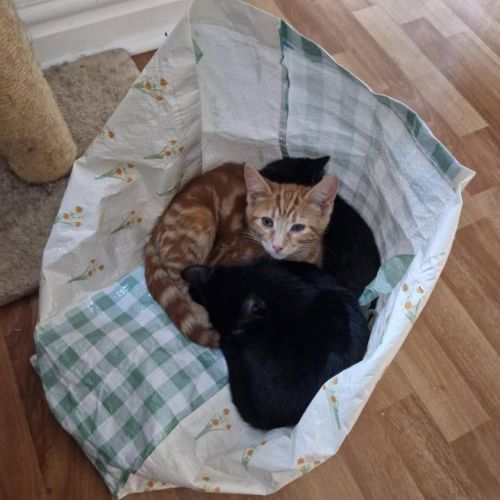 Why have lush cosy…