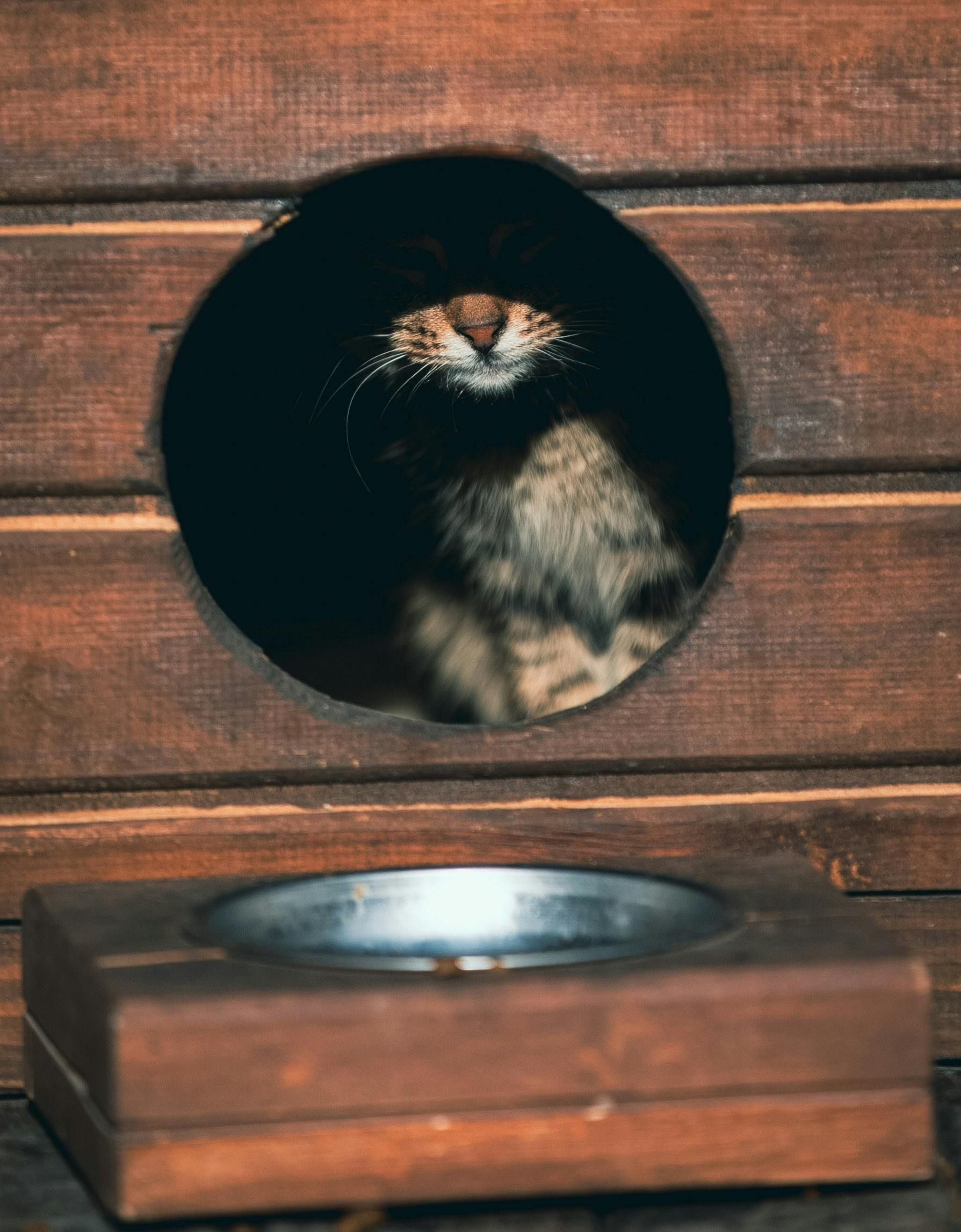 Feeding Bowls