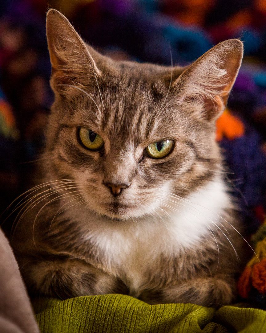 Tora