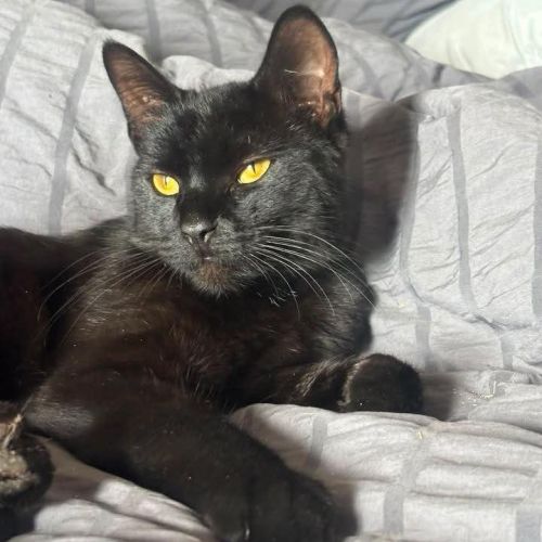 🎃Beautiful Black C…