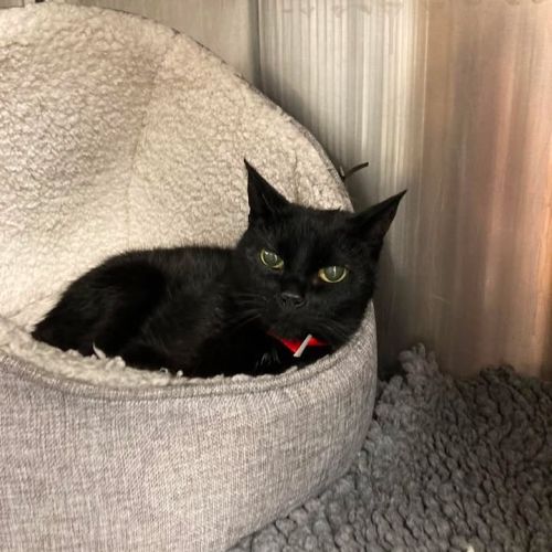 🎉 ADOPTED 🎉

No a…