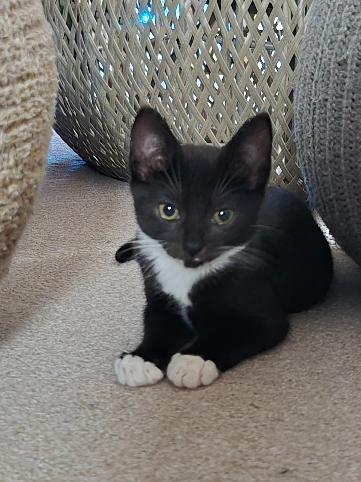 Bella