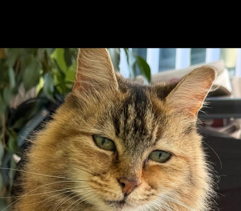 Mitzie