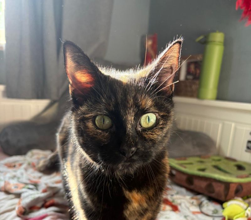 Luna-Belle