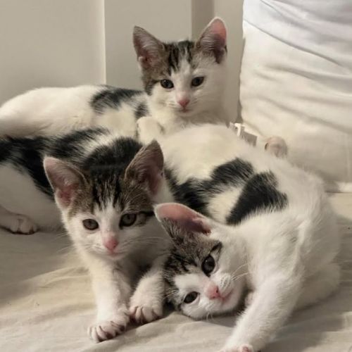 ❤️ Our newest arriv…