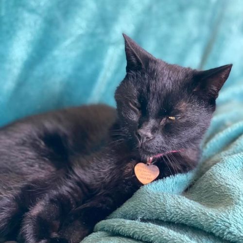 ✨ Adoption Update…