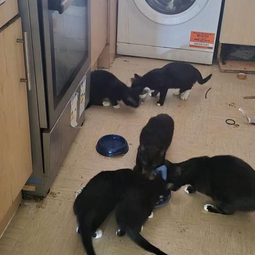 🐾 UPDATE- Friends…