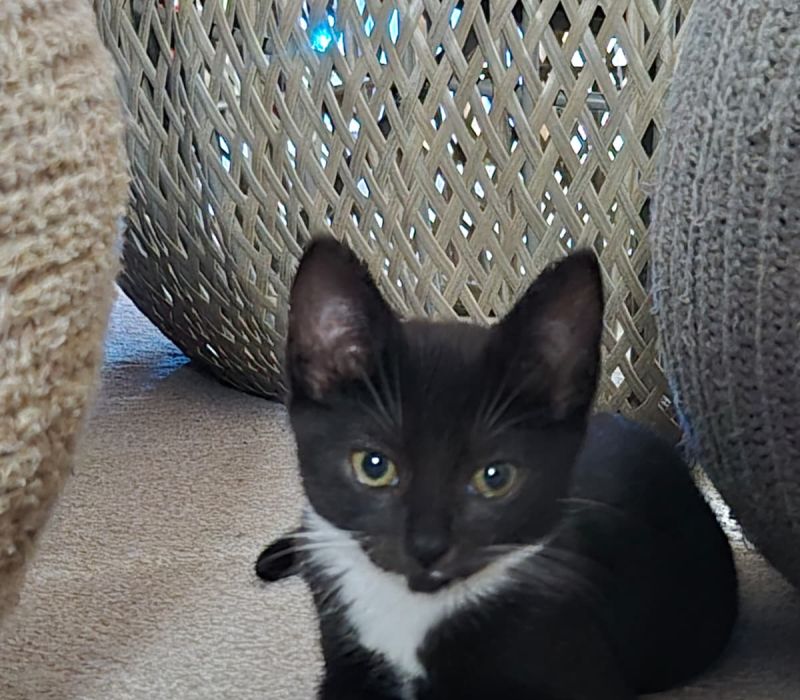 Bella