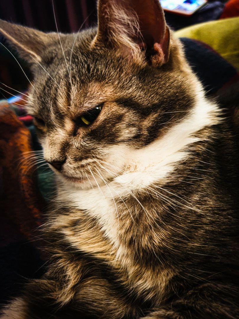 Tora