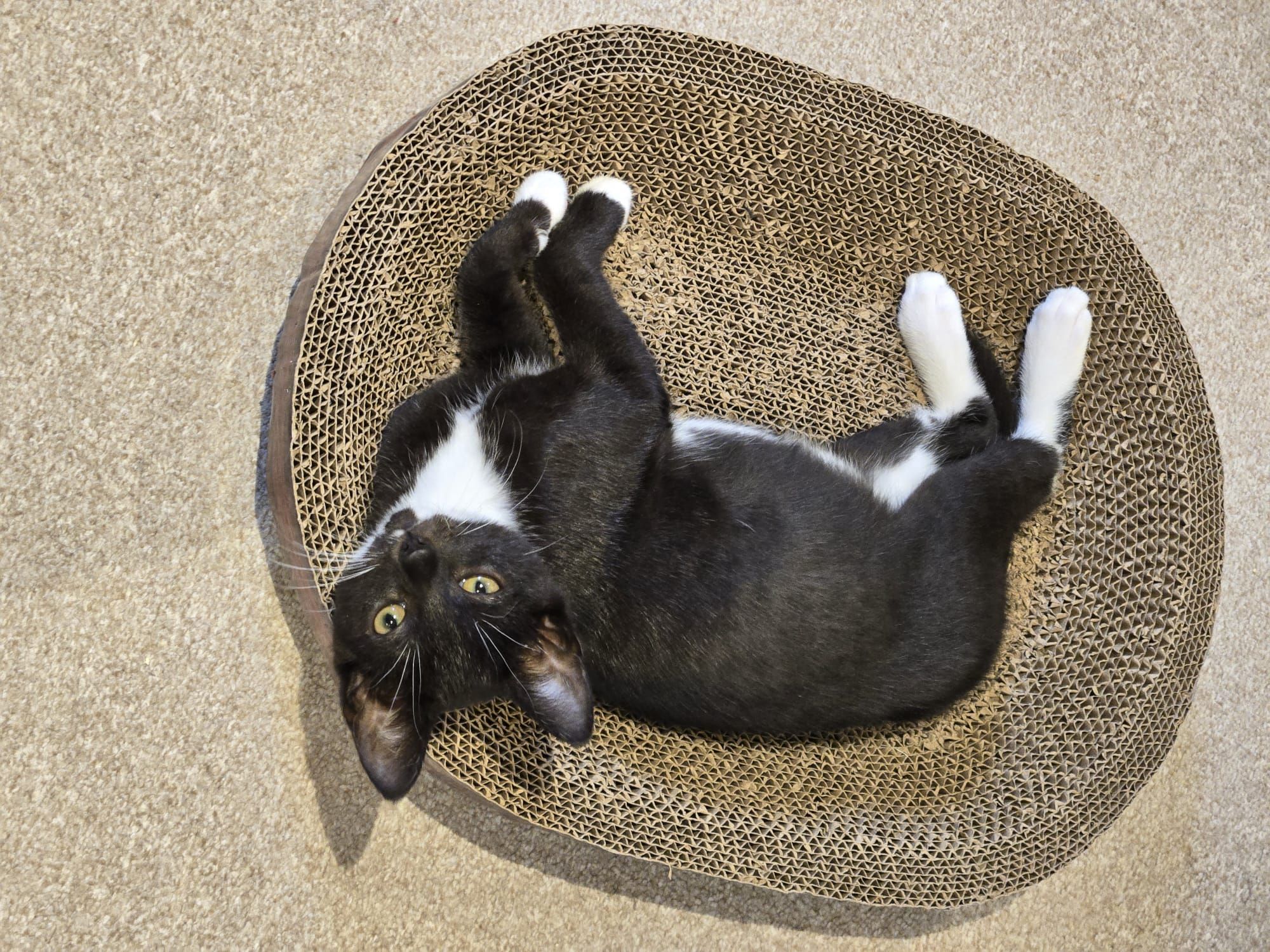 Bella