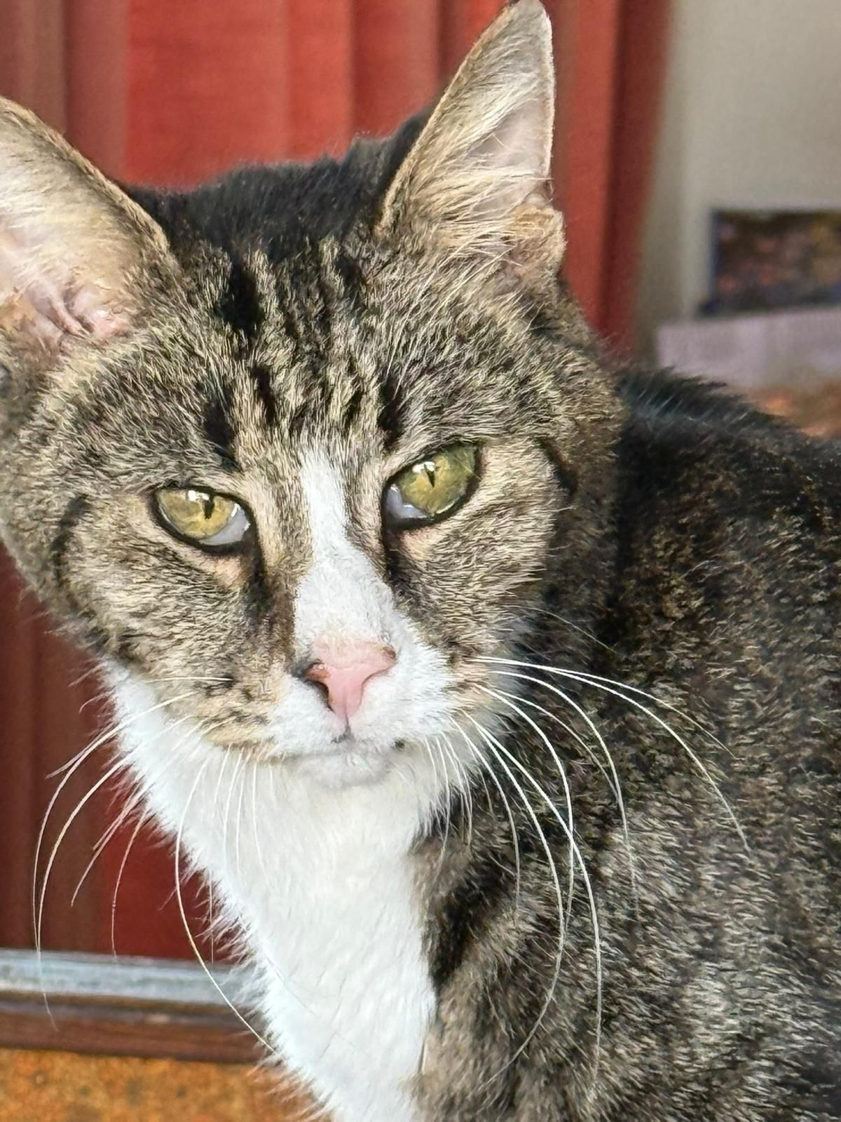 Taz