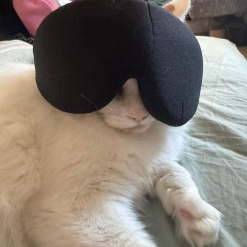 Aww Sundays…….💤